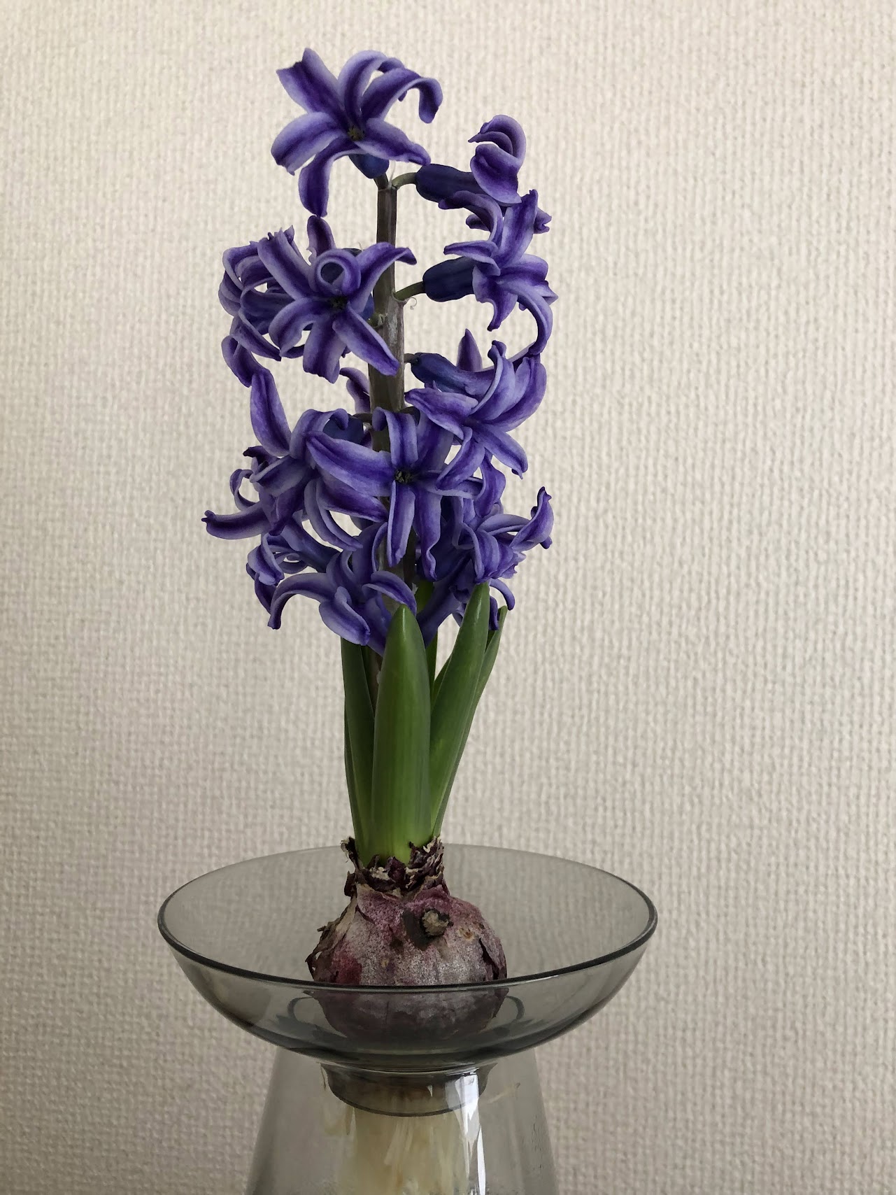 水栽培のヒヤシンスの花全体