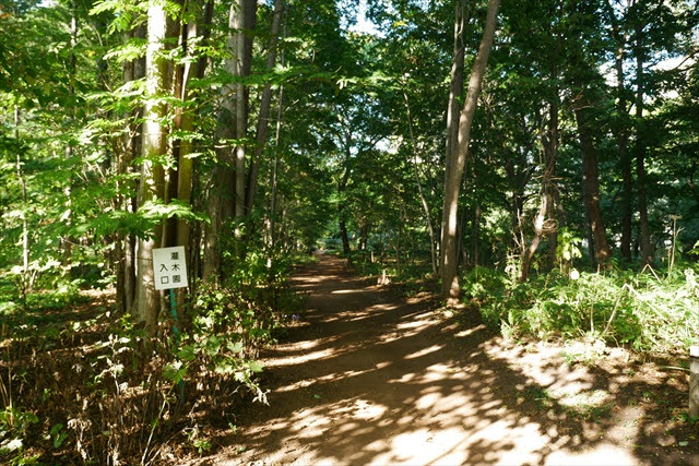 北海道大学 植物園