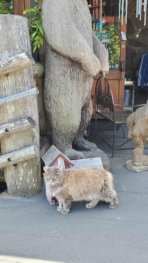 Camp 18 Restaurant, a must stop on the way to the Oregon Coast on US 26 on the way to US 101. We've seen this same cat over multiple visits - here is 2021