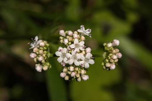 Valeriana dioica