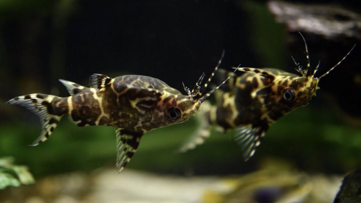 Synodontis nigriventris, o peixe que nada de cabeça para baixo