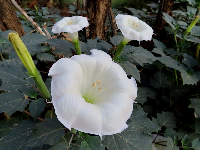 Sacred datura