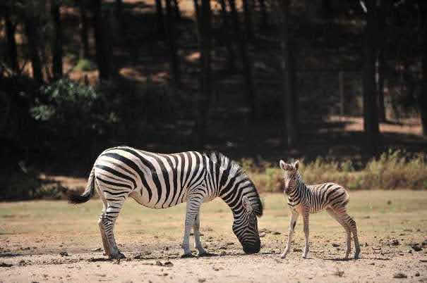     Badoca Safari Park