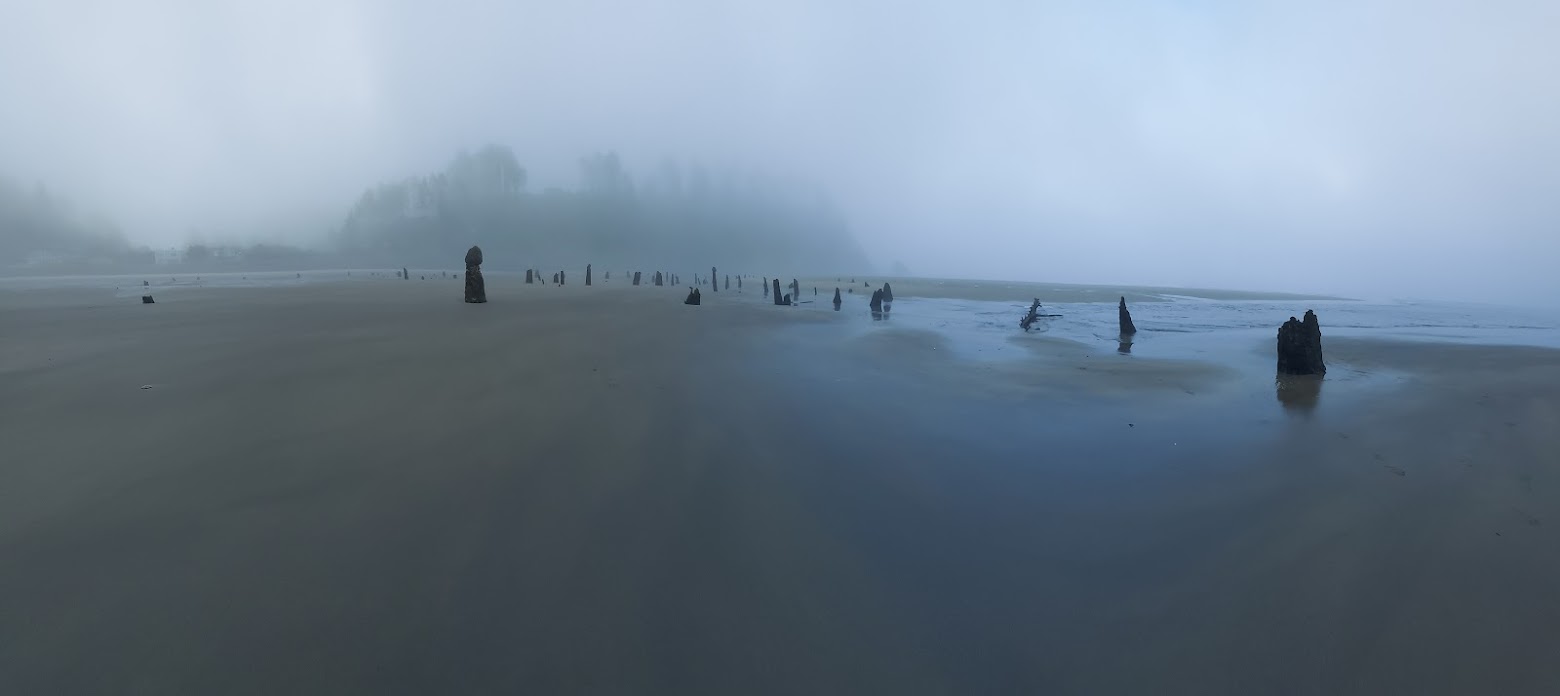 Neskowin Ghost Forest in the early foggy morning at Neskowin Beach