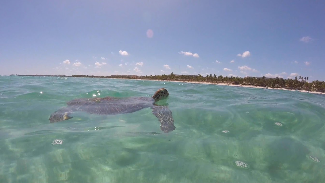 tortues Akumal