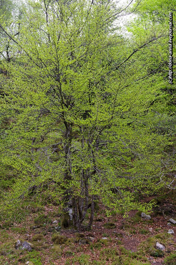 IMGP1818-a