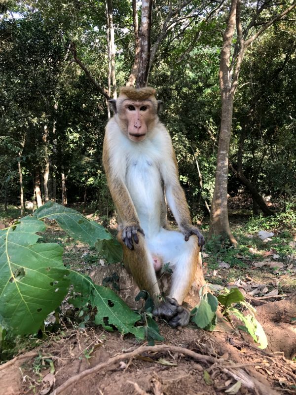 moneky sri lanka sigiriya