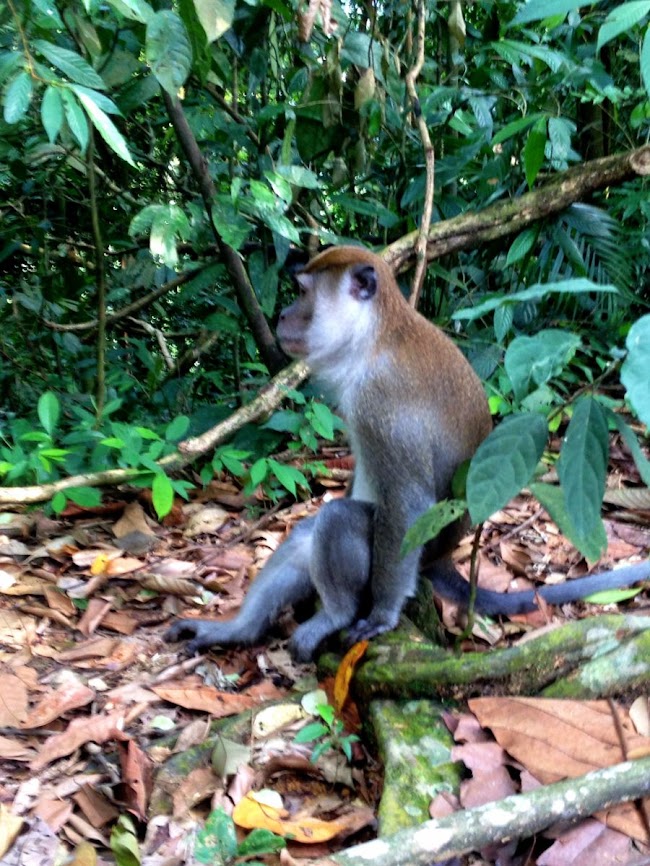 monkey sitting on fallen branch in bukit lawang 