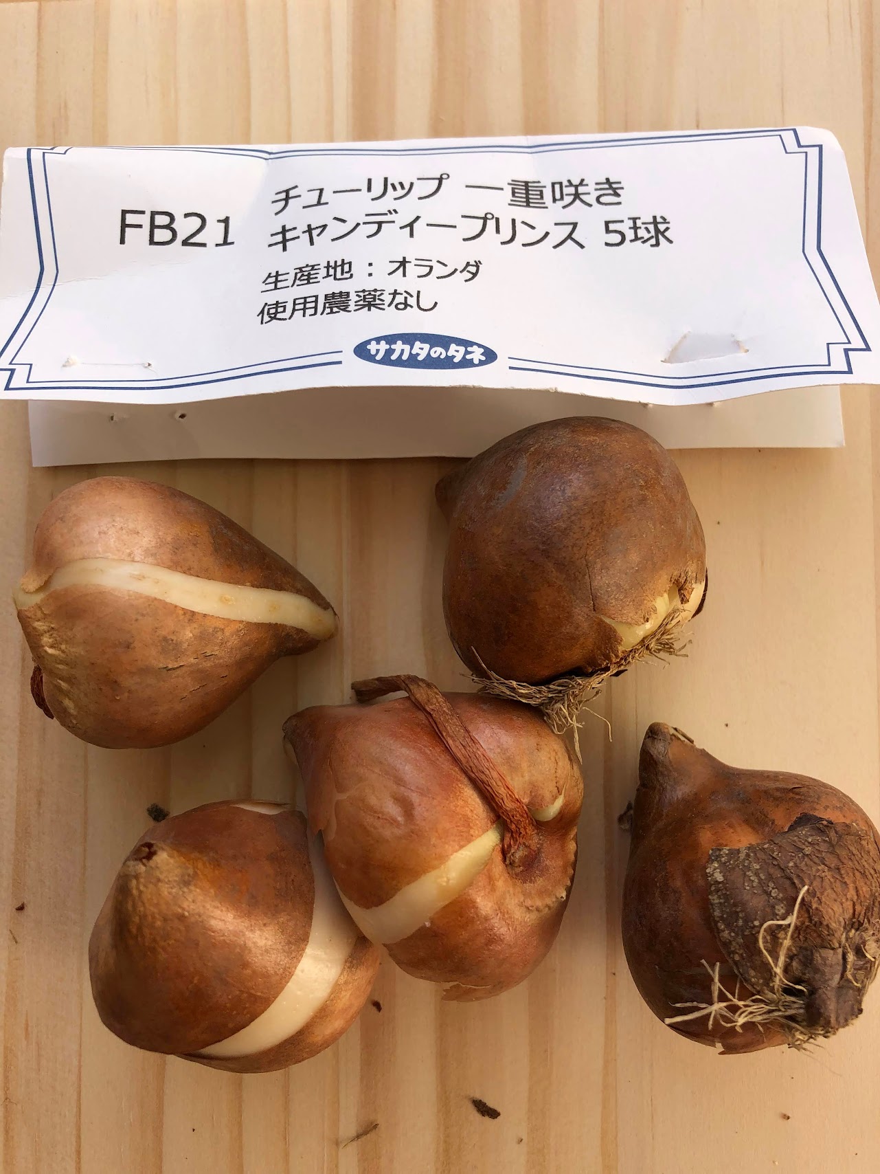 チューリップ・キャンデープリンスの球根