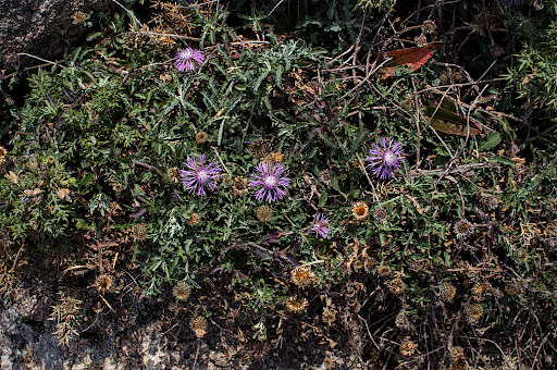 Centaurea corcubionensis