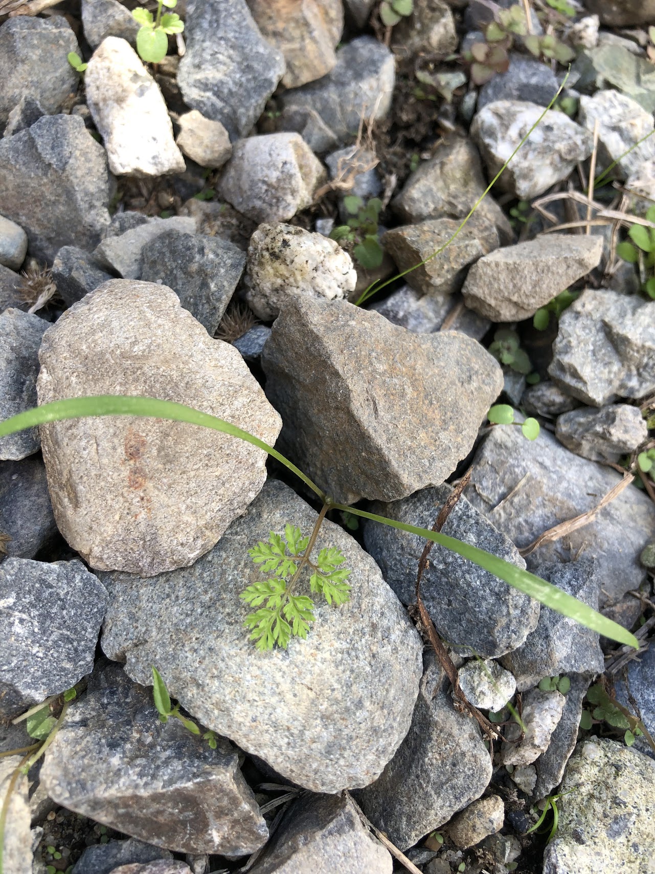 小石の隙間から芽を出したオルラヤの写真