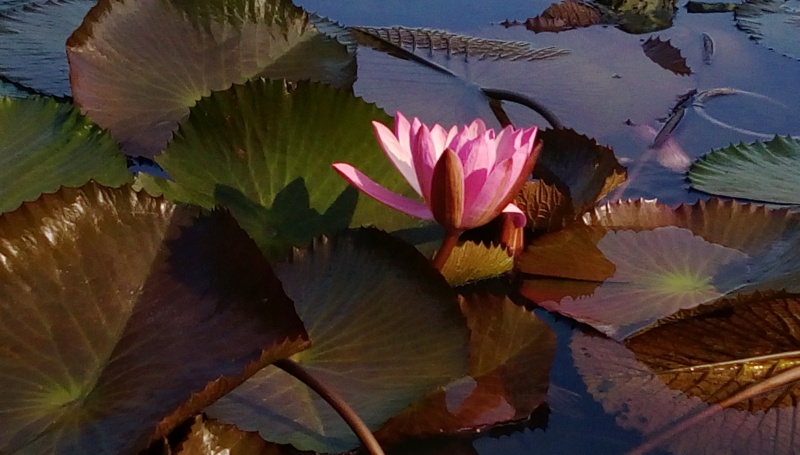 清快塘村蓮花