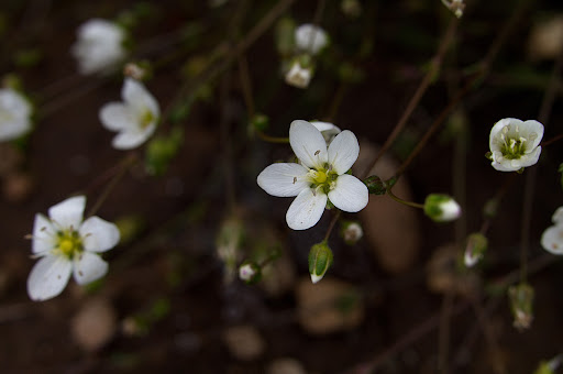 Sagina merinoi