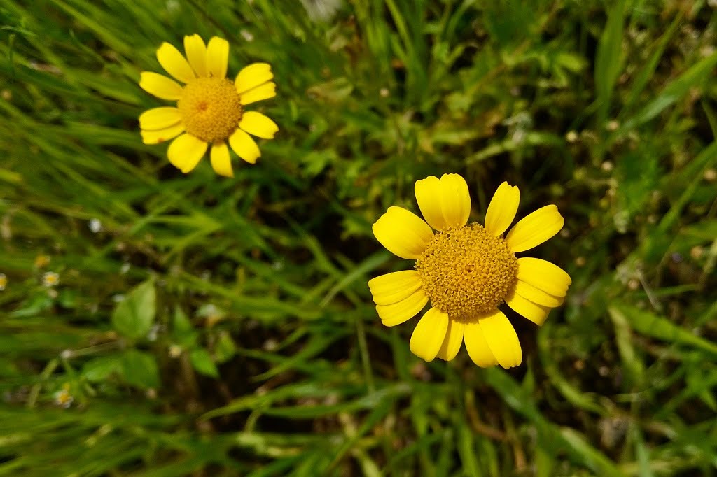 1. Natuurimpressie van het Westbergveld in Wageningen op 2 juli 2022