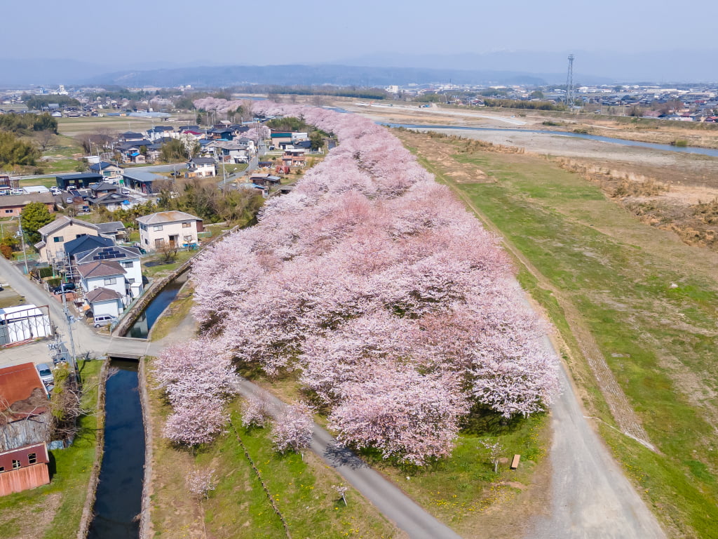 滋賀県高島市の桜スポット4選│ドローン写真で紹介