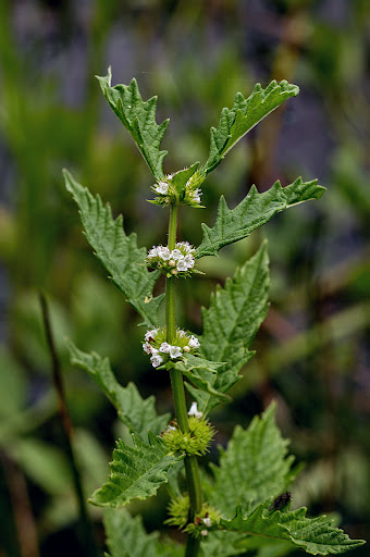 Lycopus europaeus