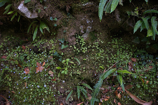 Wahlenbergia hederacea