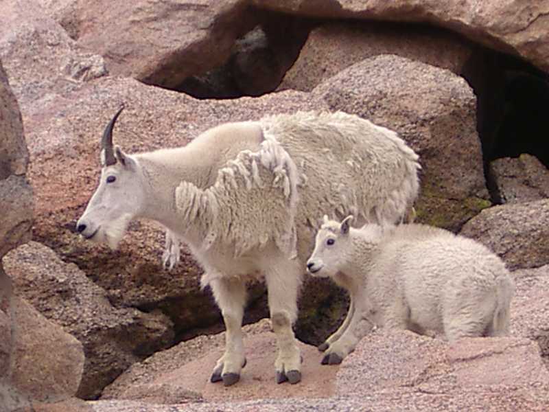 Rocky Mountains • Mountain Goats