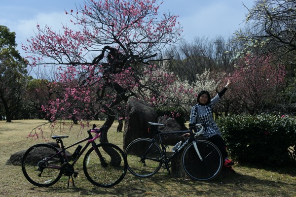 愛車（自転車）と梅を一緒に