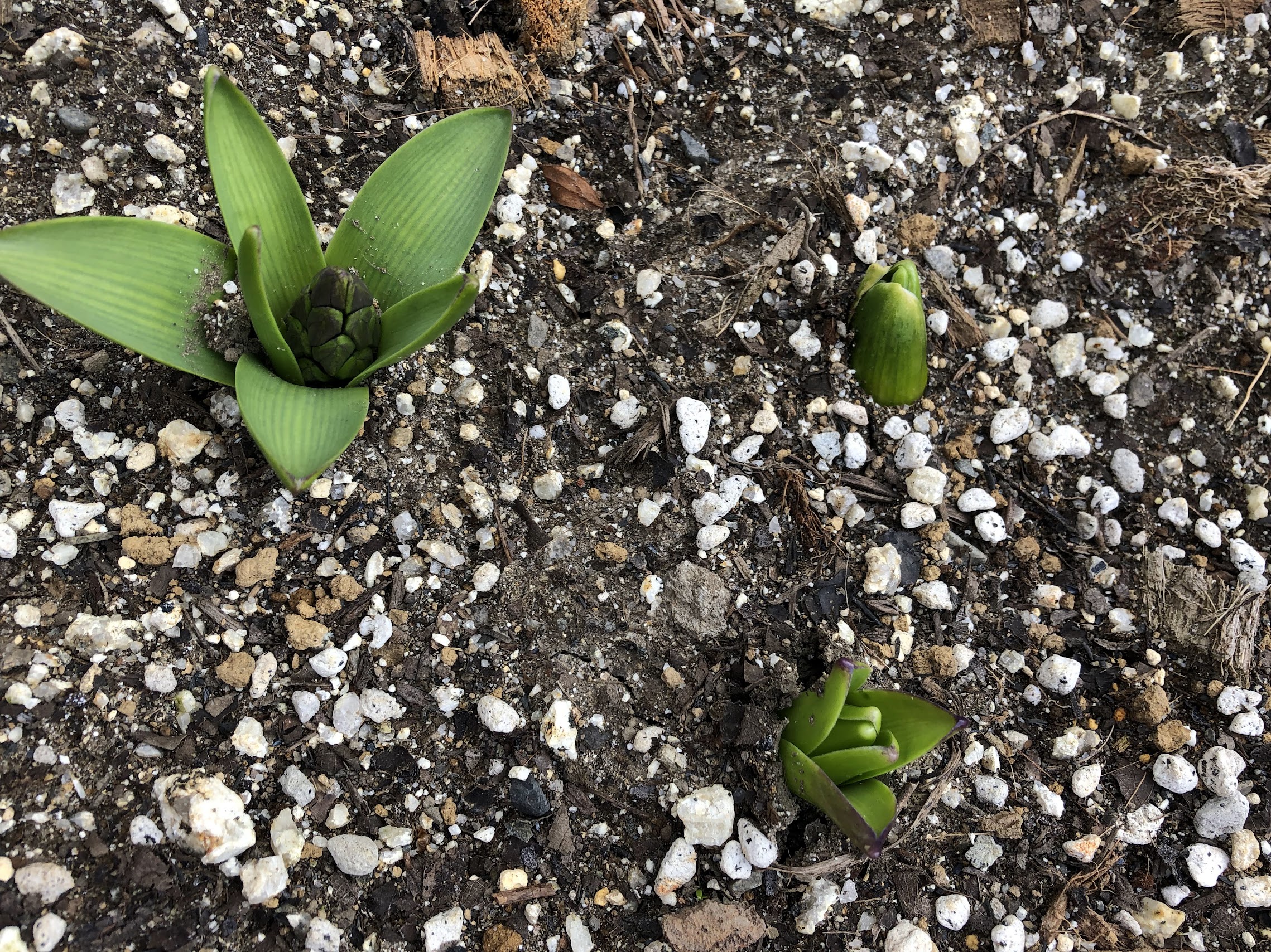 ヒヤシンスの芽