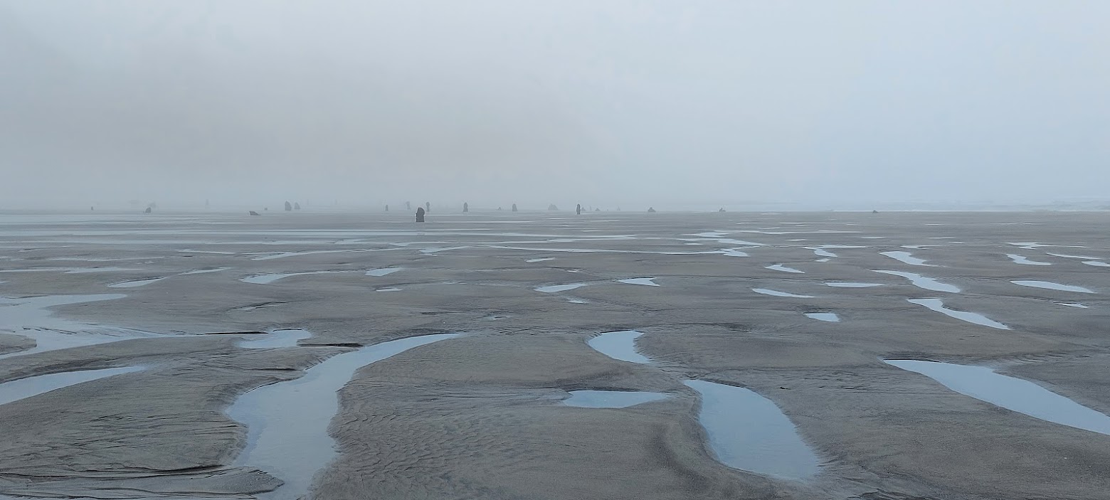 Neskowin Ghost Forest in the early foggy morning at Neskowin Beach