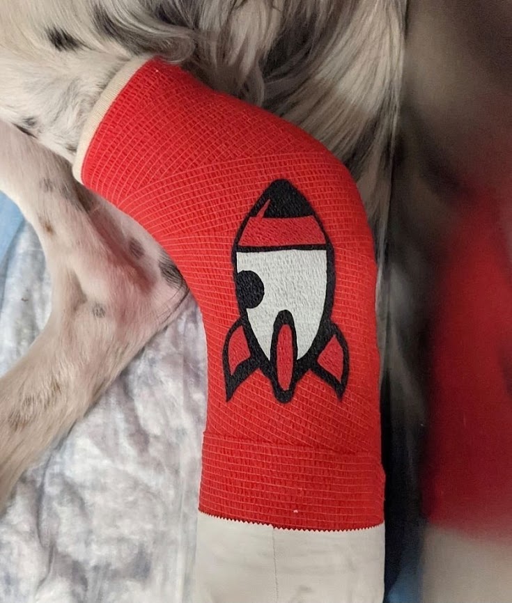 Bandage Art of a rocket ship on a dressing on a dog's limb
