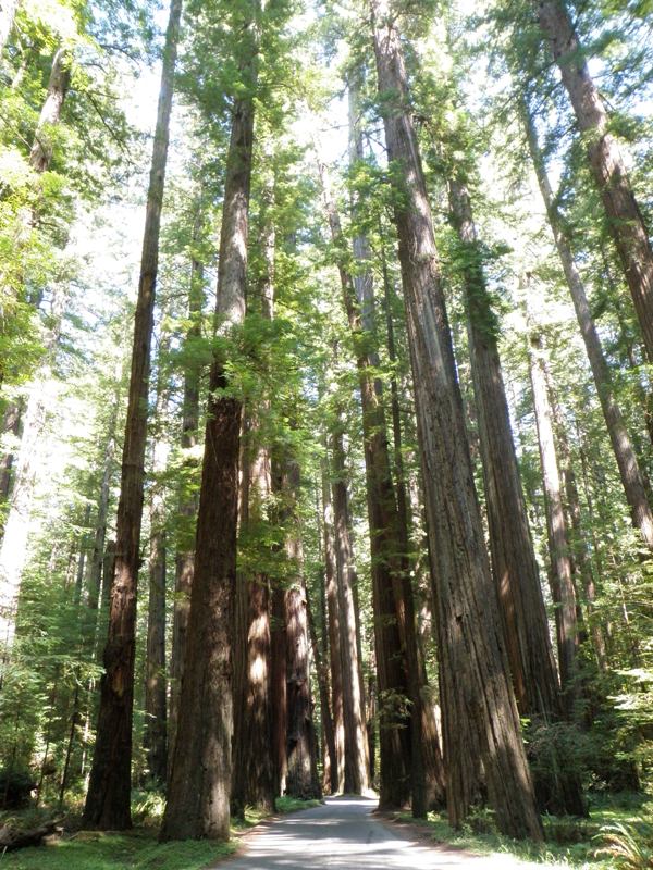 Redwood Coast • Humbold Redwoods State Park