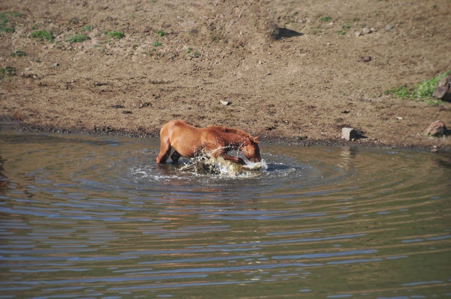 brown Horse having a dip in mountain lake