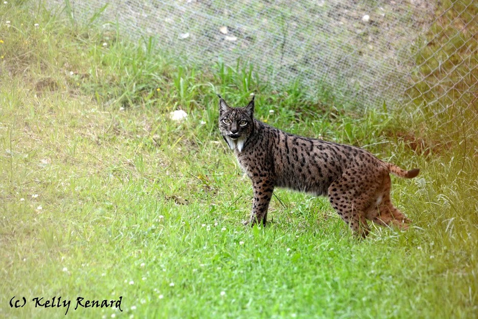 Lynx pardelle au Natur'zoo de Mervent - (c) Kelly Renard, tous droits réservés