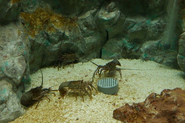 サンピアザ水族館