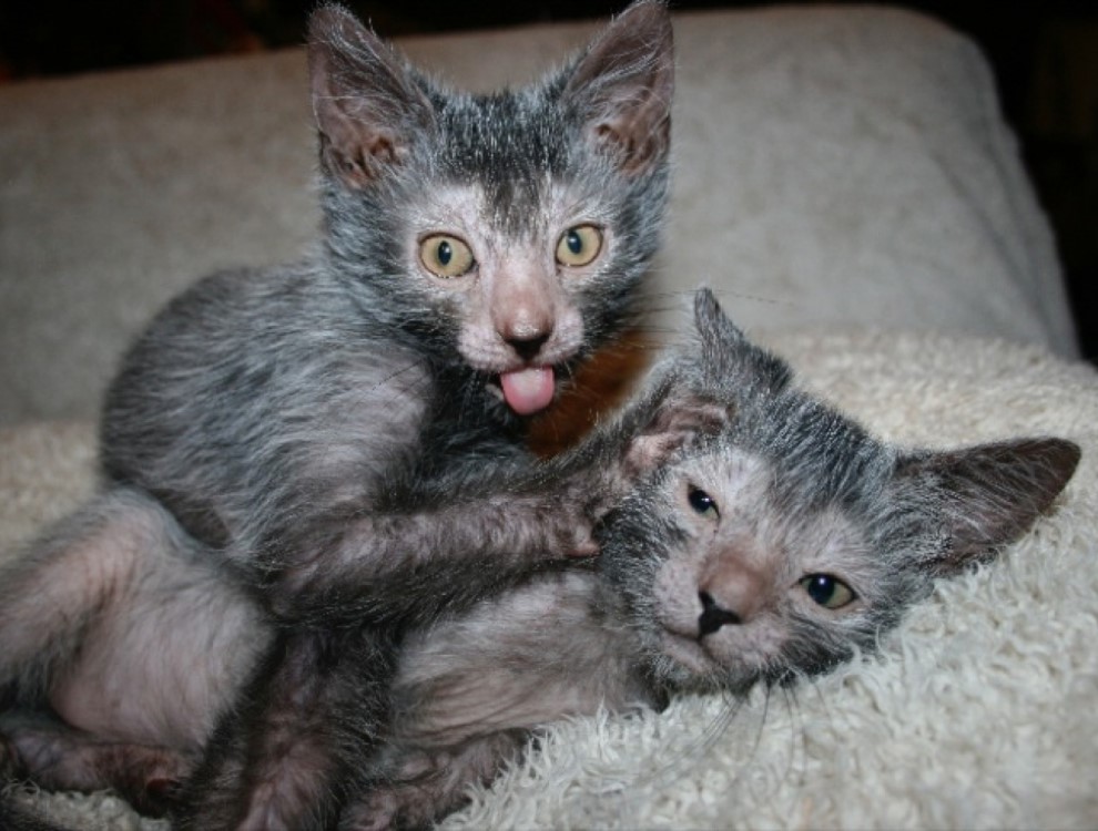 Lykoi, o gato lobisomem