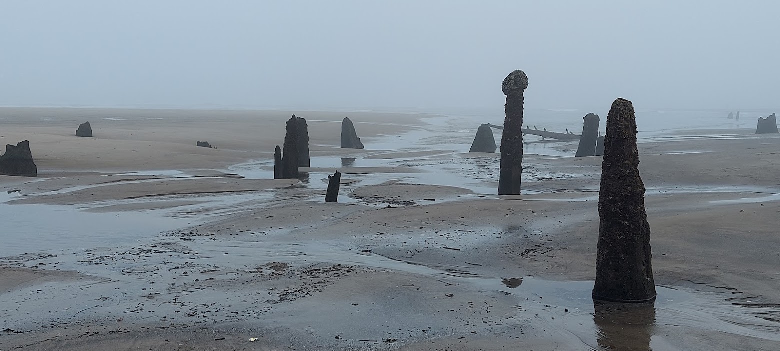 Neskowin Ghost Forest in the early foggy morning at Neskowin Beach