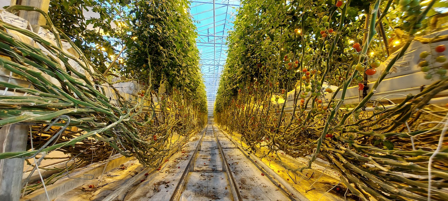 Golden Circle Highlights, Iceland: Friðheimar Tomato Farm is the best stop for lunch in the Golden Circle and besides being a working tomato farm powered by geothermal heat and a restaurant where you can eat in the greenhouse, offers a horse show to help demonstrate the unique Icelandic Horse gaits