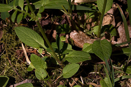 Valeriana dioica