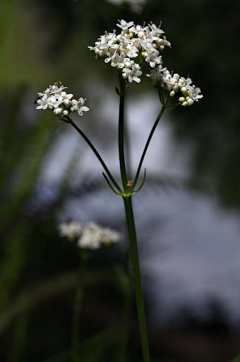 Valeriana dioica