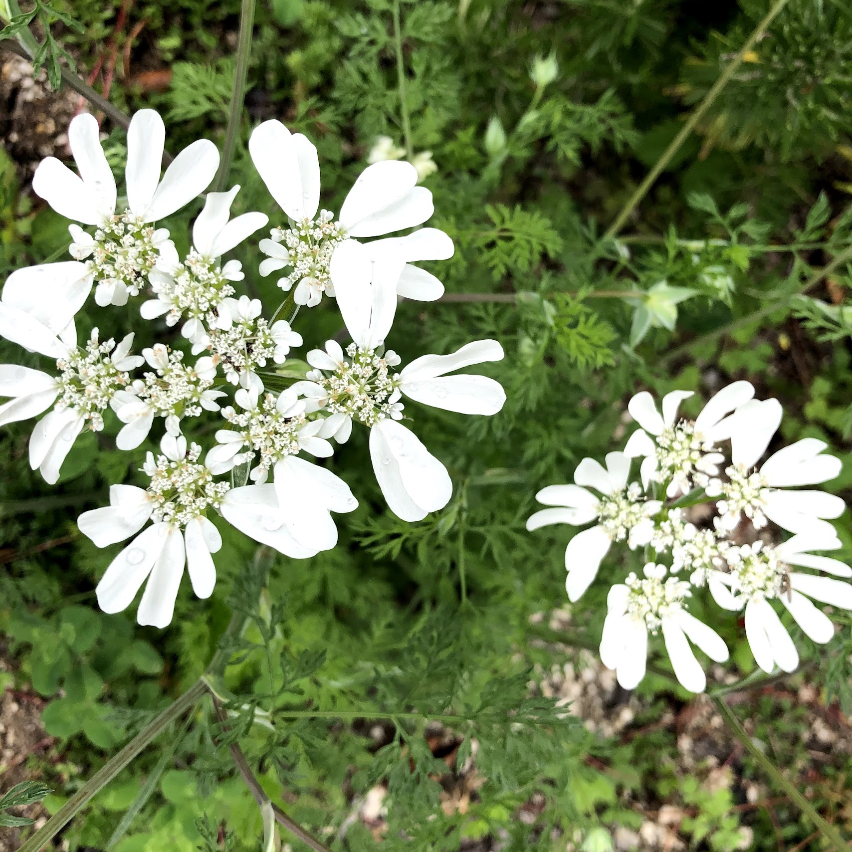 オルラヤ・ホワイトレースの花の写真