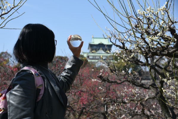 玉で梅と大阪城を撮影