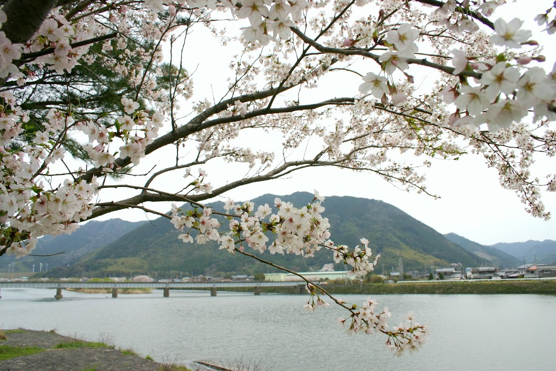 川島堤の桜's image 1