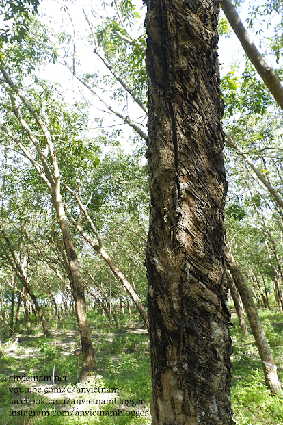 Nắng bình minh trong rừng cao su Dầu Tiếng