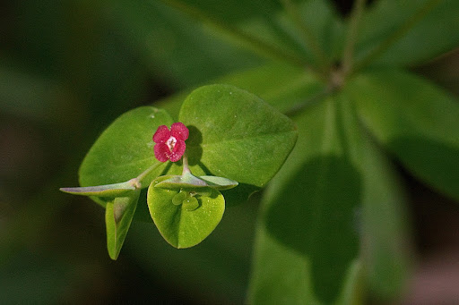 Euphorbia dulcis