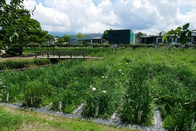 瓢湖あやめ園