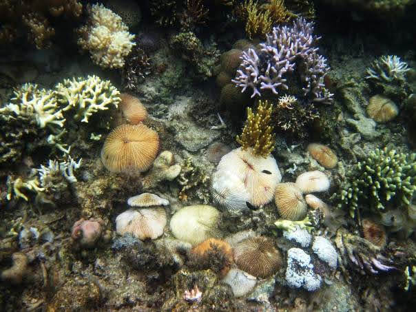     Coral Garden