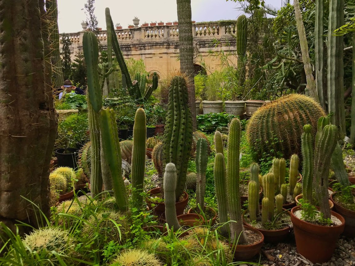 valetta malta agrotti botanical gardens peculiar cacti