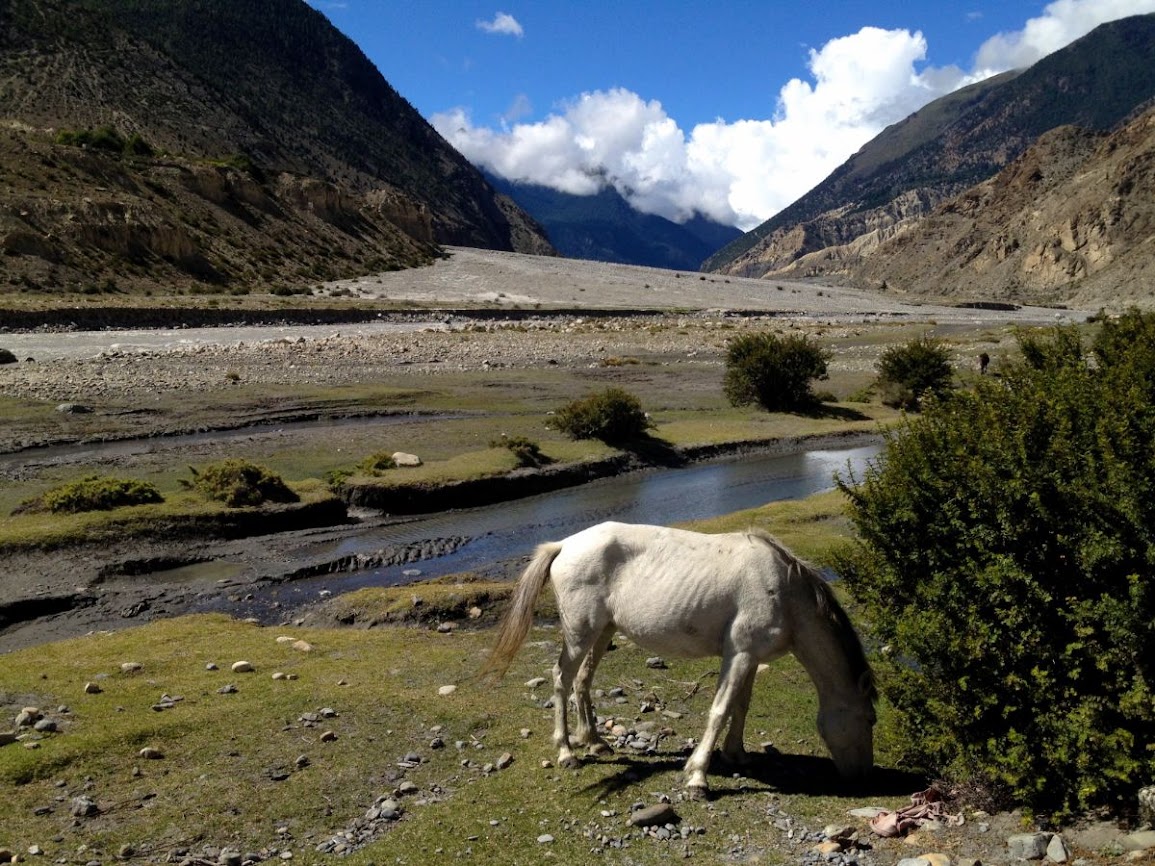 white horse in a valley in annapurna 