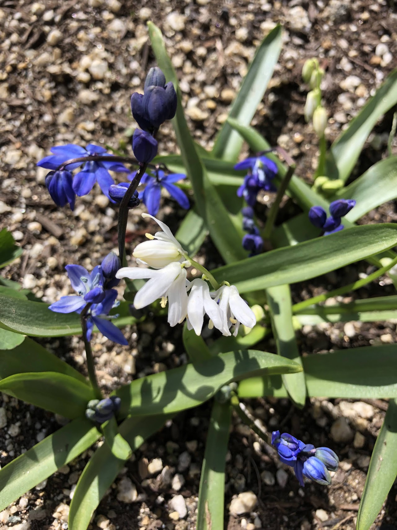 シラーシベリカの花