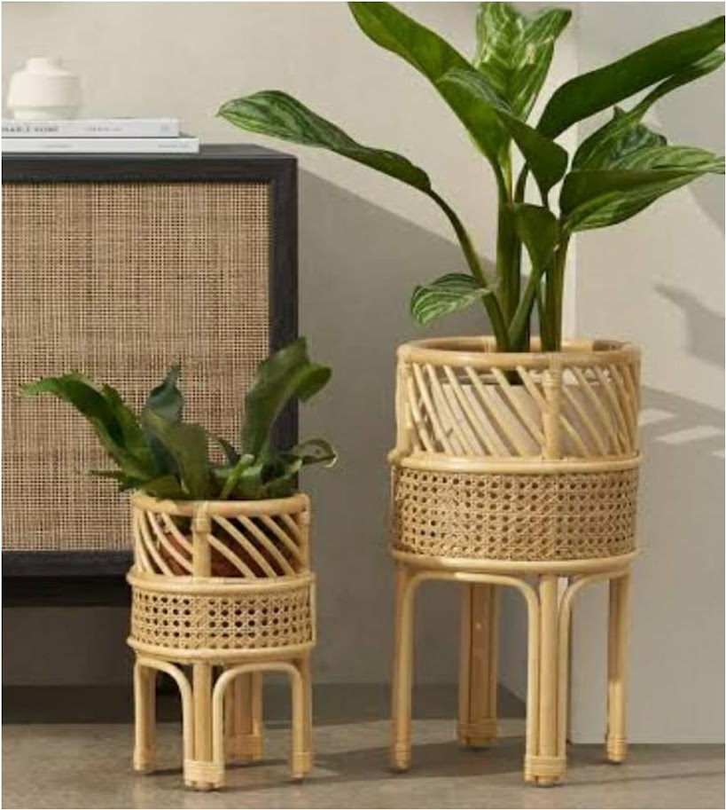 Cane Planter