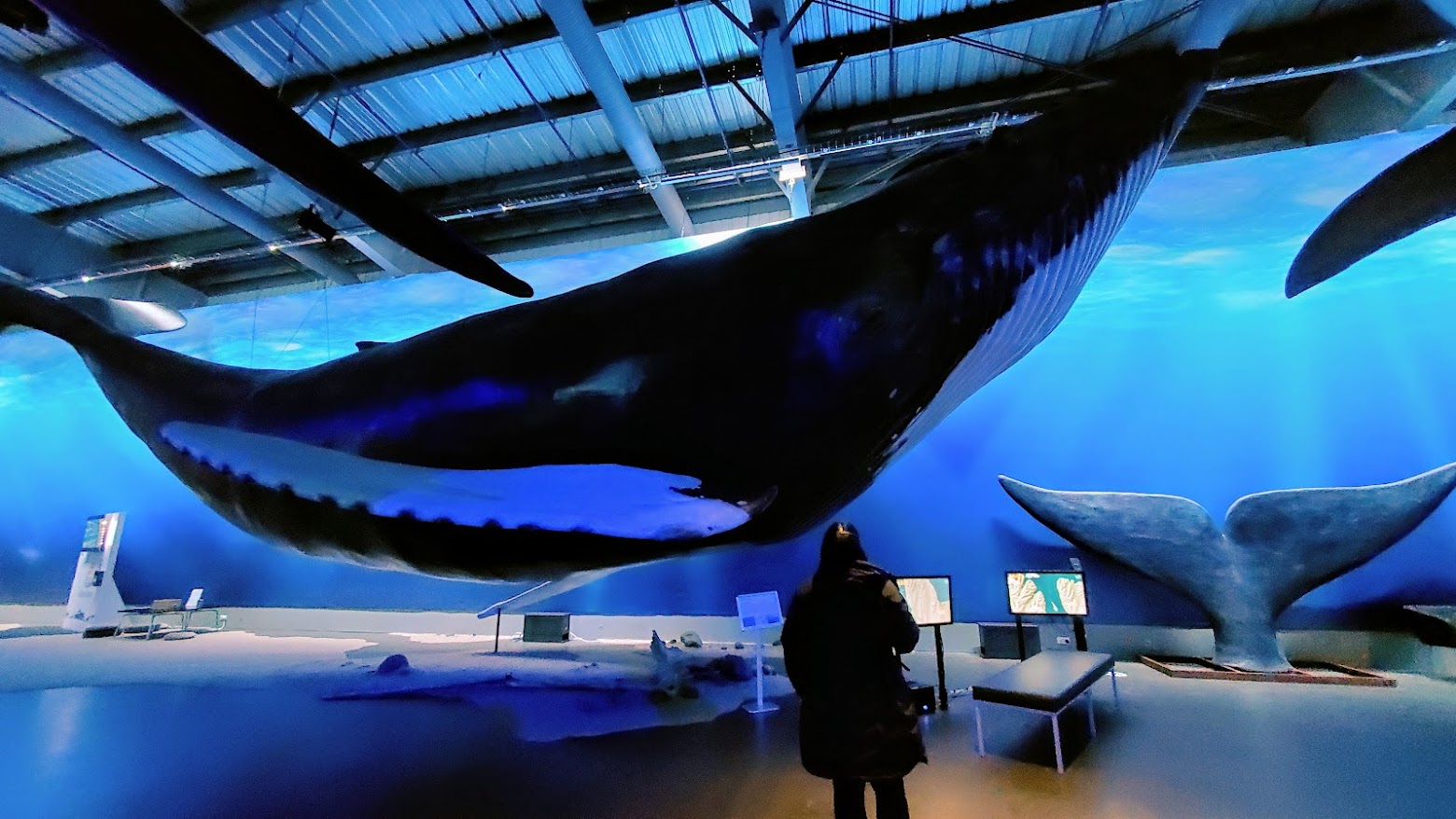 Rainy Day Reykjavik Recommendations: Whales of Iceland museum. The exhibit here is the world's largest whale exhibition and includes 23 life-size models of whales, so even if you spot them in the water, it's a difference experience being able to come right up to them. Usually I've seen whales hoisted pretty high up towards the ceiling in exhibits, or they tend to be whale bones, so I was interested to see them closer. Here they are suspended relatively low to the ground so you can compare yourself to them and see details of them at the 1:1 scale and careful design by marine biologists to be represented in a realistic way