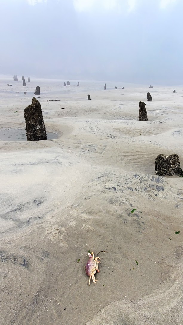 Neskowin Ghost Forest in the early foggy morning at Neskowin Beach