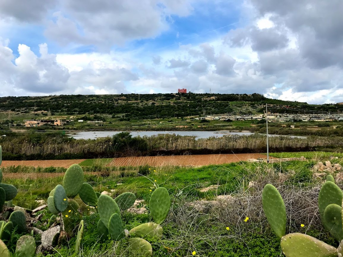 prickly pears ghadira nature reserve malta