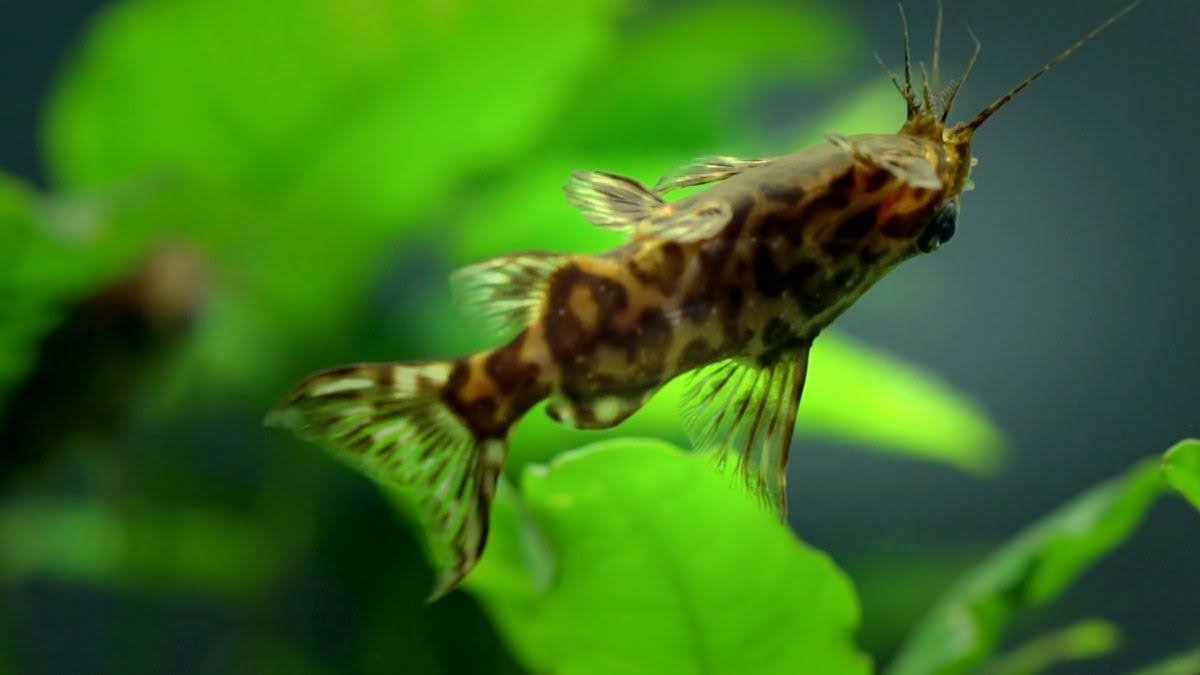 Synodontis nigriventris, o peixe que nada de cabeça para baixo